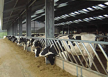 huddlestone cows